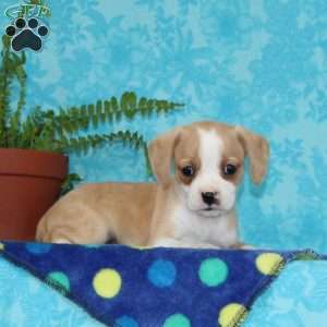 Bella, Boston Terrier Mix Puppy
